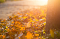 留学澳洲格里菲斯大学优势介绍