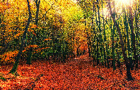 留学澳洲生物工程专业如何？