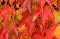 留学澳洲塔斯马尼亚大学优势介绍（下）