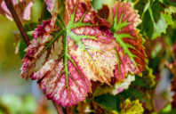 留学澳洲本科需要几年?