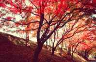 留学澳洲八大需要哪些条件?