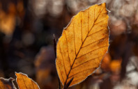 留学澳洲墨尔本大学优势介绍