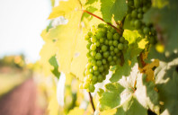 留学澳洲护理专业怎么样？