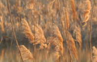 留学澳洲国立大学优势介绍