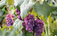 澳洲悉尼都有哪些值得留学的院校?