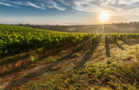 留学新西兰林肯大学葡萄酒专业介绍（上）