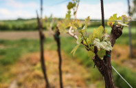 新西兰八大院校研究生专业介绍（下）