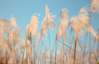 留学新西兰如何勤工俭学？