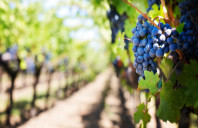 留学新西兰国际金融专业介绍