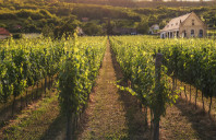 留学新西兰哪些城市值得选择？