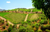 留学新西兰管理专业院校推荐