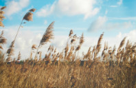 留学新西兰三大专业院校推荐