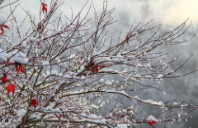 留学英国预科和语言班有什么区别?