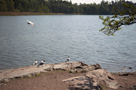 美国留学指南：SEVIS费