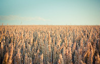 加拿大留学怎么节省费用？