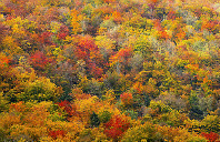 加拿大留学热门文科专业介绍（上）