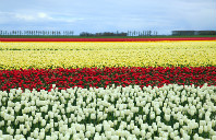 留学加拿大麦吉尔大学介绍及申请条件（下）