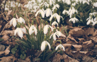 留学加拿大戴尔豪斯大学条件及费用介绍（下）