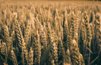 留学加拿大康考迪亚大学优势介绍