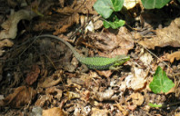 留学加拿大多伦多大学优势及专业介绍