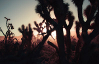 加拿大留学麦吉尔大学优势专业介绍