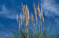 留学英国体育专业如何？（上）