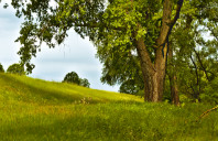 留学加拿大教育专业都可以选择哪些院校？