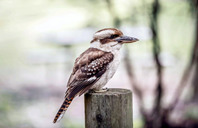 澳洲留学费用统计