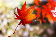 加拿大留学生枫叶卡获取攻略