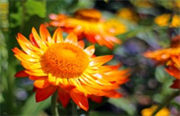 美国纽约州立大学石溪分校生物医学工程专业