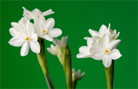 美国纽约视觉艺术学院美术本科专业