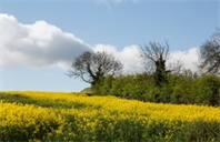 美国堪萨斯州立大学兽医专业