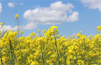 美国堪萨斯州立大学统计学专业